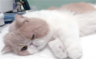 猫尿不出来怎么在家治疗