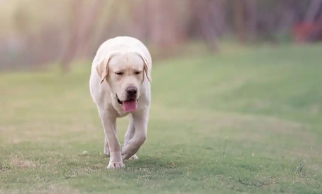 拉布拉多犬好养吗？优缺点有哪些