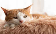 猫胎位不正怎么办