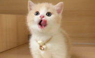 怎么引导猫去猫砂上拉屎