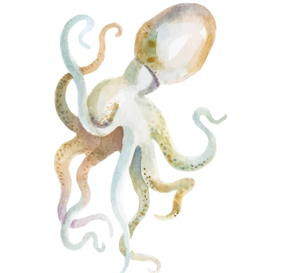 章鱼触手如何识别自身防止打结：背后机制解析