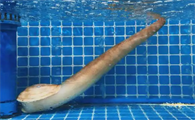 澳门象拔蚌多少钱一斤