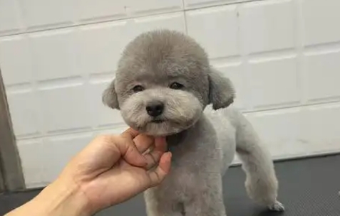 狗狗几个月换毛 狗狗几个月换毛