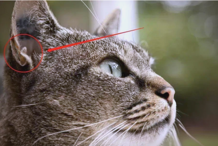 四川简阳的独特猫品种——简州猫