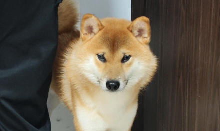 狗狗老是拉稀但是精神很好