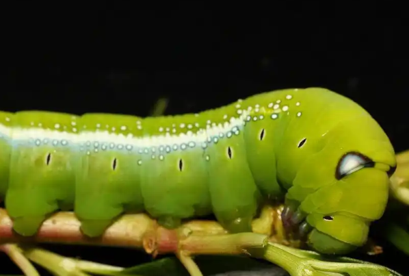 绿色的虫子像毛毛虫