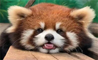 小熊猫为什么叫小熊猫