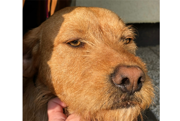 宠物狗喉咙里赫赫的声音像有痰一样 宠物狗喉咙里赫赫的声音像有痰一样