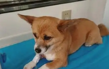 狗狗感冒了都有什么症状