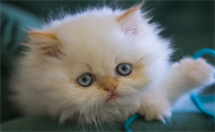 猫口腔溃疡会自愈吗