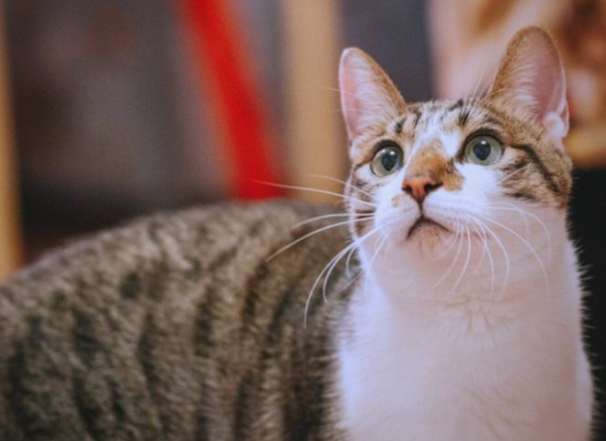 四川简阳的独特猫品种——简州猫