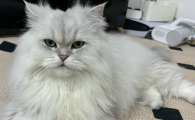 猫喝了一点点可乐有事吗