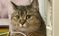 猫鼻子抹风油精吐白沫会死吗