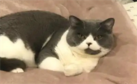 母猫到底能不能发腮