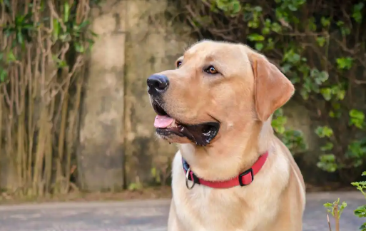 拉布拉多犬的致命缺点，你能忍吗？