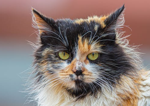 玳瑁猫千万不能养？这是真的吗？