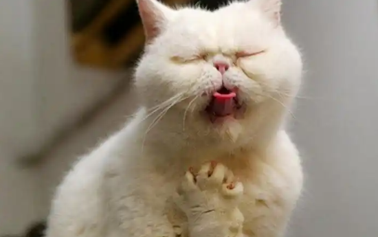 猫咪呕吐不能吃什么
