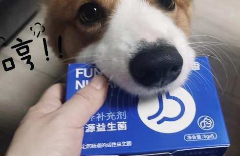 宠儿香益生菌:猫咪肠胃的小卫士 宠儿香益生菌:猫咪肠胃的小卫士