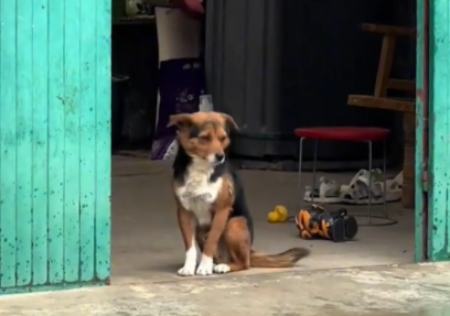 女子把狗子的鸡腿扔给了邻居家狗子。网友:狗不干的事儿,你全干了 女子把狗子的鸡腿扔给了邻居家狗子。网友:狗不干的事儿,你全干了