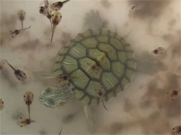 乌龟会吃蝌蚪吗 乌龟会吃蝌蚪吗