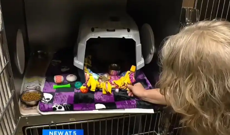 中国三花猫“集装箱漂流记”：21天绝境求生，美国获救引全网惊叹