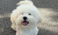 狗狗有点咳嗽吃什么药