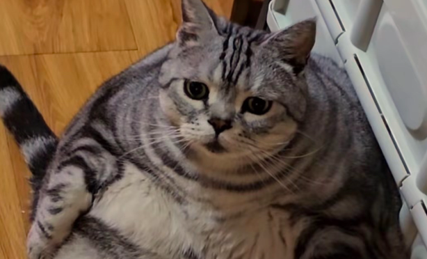 猫咪肥胖应该如何控制
