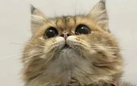猫咪尿不出来怎么办吃什么药