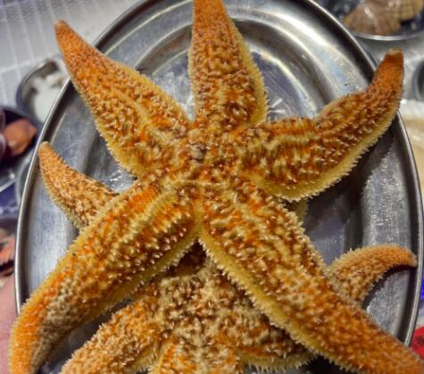 什么海洋生物吃海星