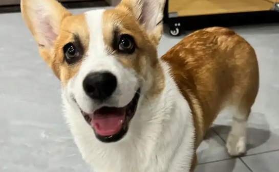 那么多品种的威尔斯柯基犬，你最喜欢哪只呢？
