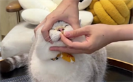 未满月的小猫有跳蚤怎么办