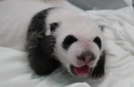 小熊猫出生的样子 小熊猫出生的样子