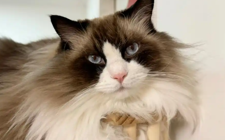 猫尿频繁是怎么回事呢