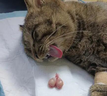 猫咪绝育后如何控制体重 猫咪绝育后如何控制体重