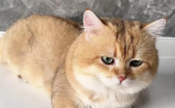 猫做绝育手术后多久能恢复