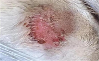 猫猫脖子上有结痂一样的东西是怎么了