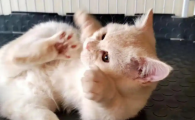 猫咪大便上有白色膜状物