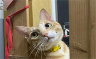 小猫嘴上起泡了怎么办