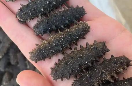 好的海参价格是多少钱一斤