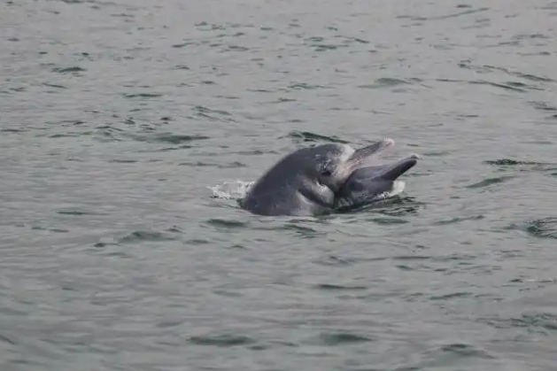 世界海洋日 法国女科学家讲述保护中华白海豚的科研奥秘 世界海洋日 法国女科学家讲述保护中华白海豚的科研奥秘