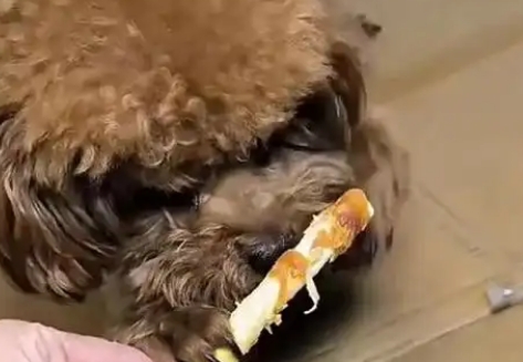 狗磨牙棒会卡喉咙吗