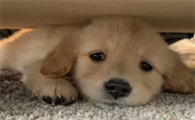 犬瘟热治愈率高吗