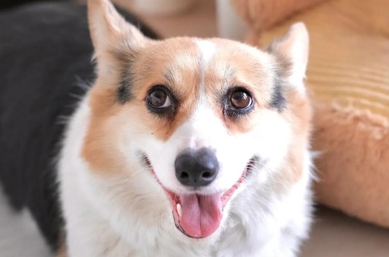 狗狗感冒什么症状表现