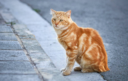 怎么确诊猫咪耳螨