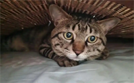 如何治疗猫咪的肾功能衰竭