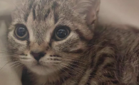 猫咪喝酒了要多久恢复