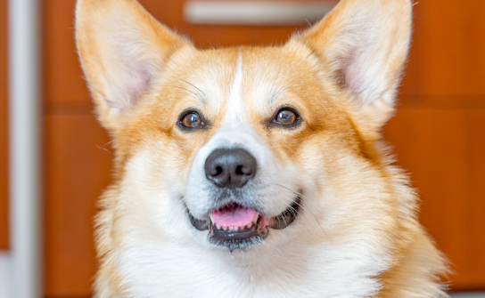 科普：买威尔斯柯基犬的禁忌，避开星期狗陷阱