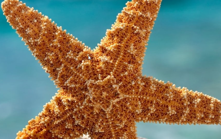 海星是怎么来的? 海星是怎么来的?