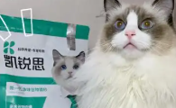 ‌凯锐思猫砂好用吗？‌凯锐思猫砂品质怎么样？