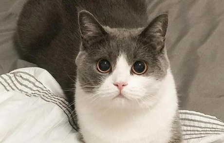 猫咪嚎叫是什么原因